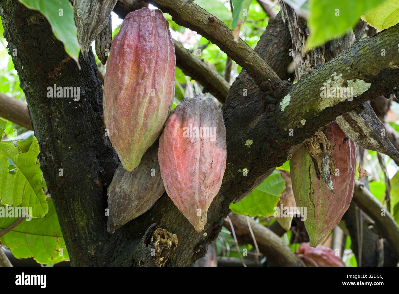 Baccelli di cacao Cacao pianta Teobroma cacao Dominica West Indies Foto Stock