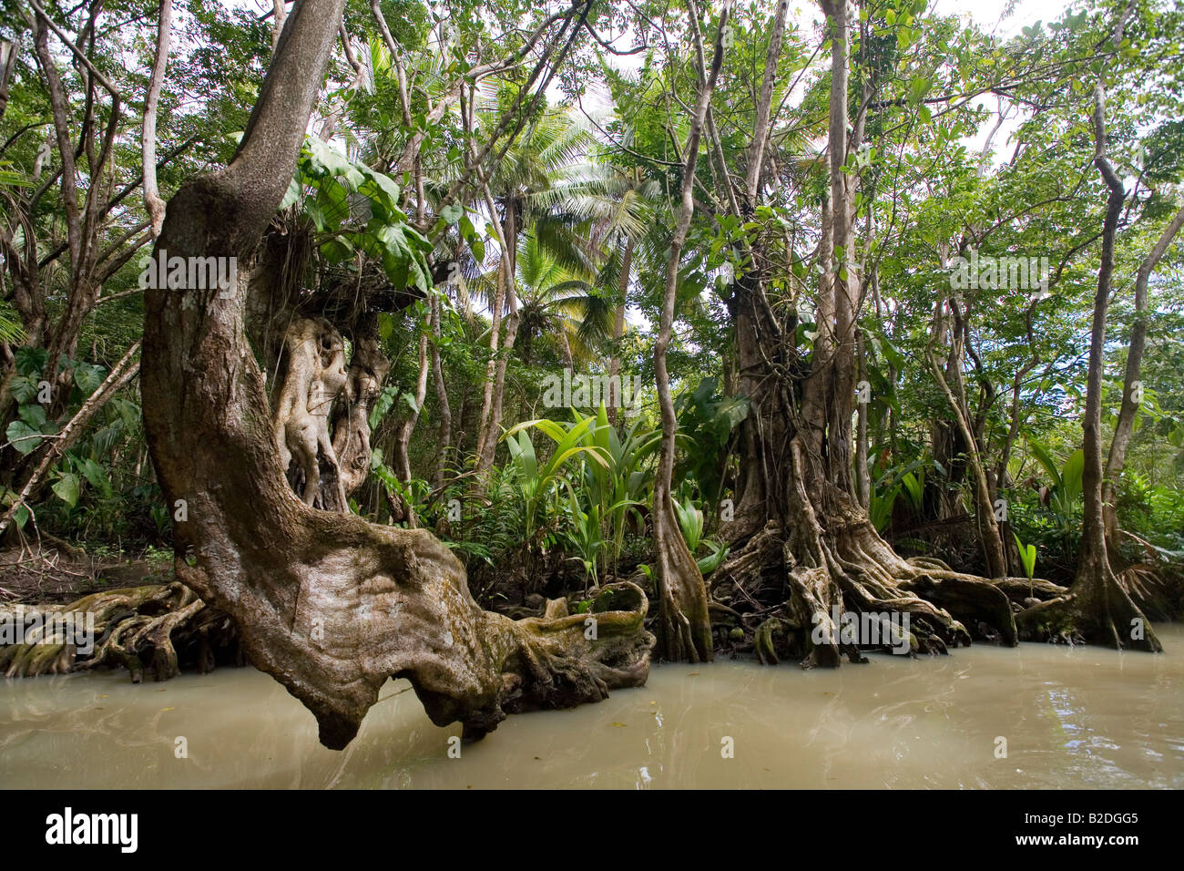 Palude di alberi di sangue officinalis Pterocarpus Indian River Dominica West Indies Foto Stock