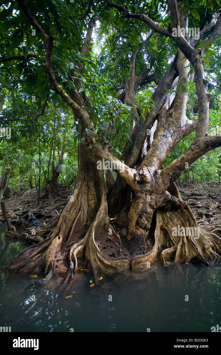 Il Sangue di palude Tree officinalis Pterocarpus Indian River Dominica West Indies Foto Stock