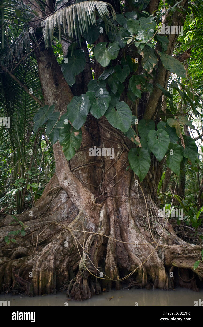 Il Sangue di palude Tree officinalis Pterocarpus Indian River Dominica West Indies Foto Stock