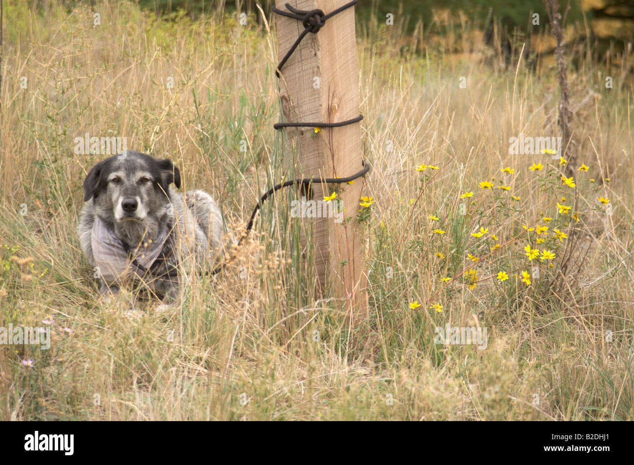 Black Lab cane Wolfhound legata a un post in erba lunga Foto Stock