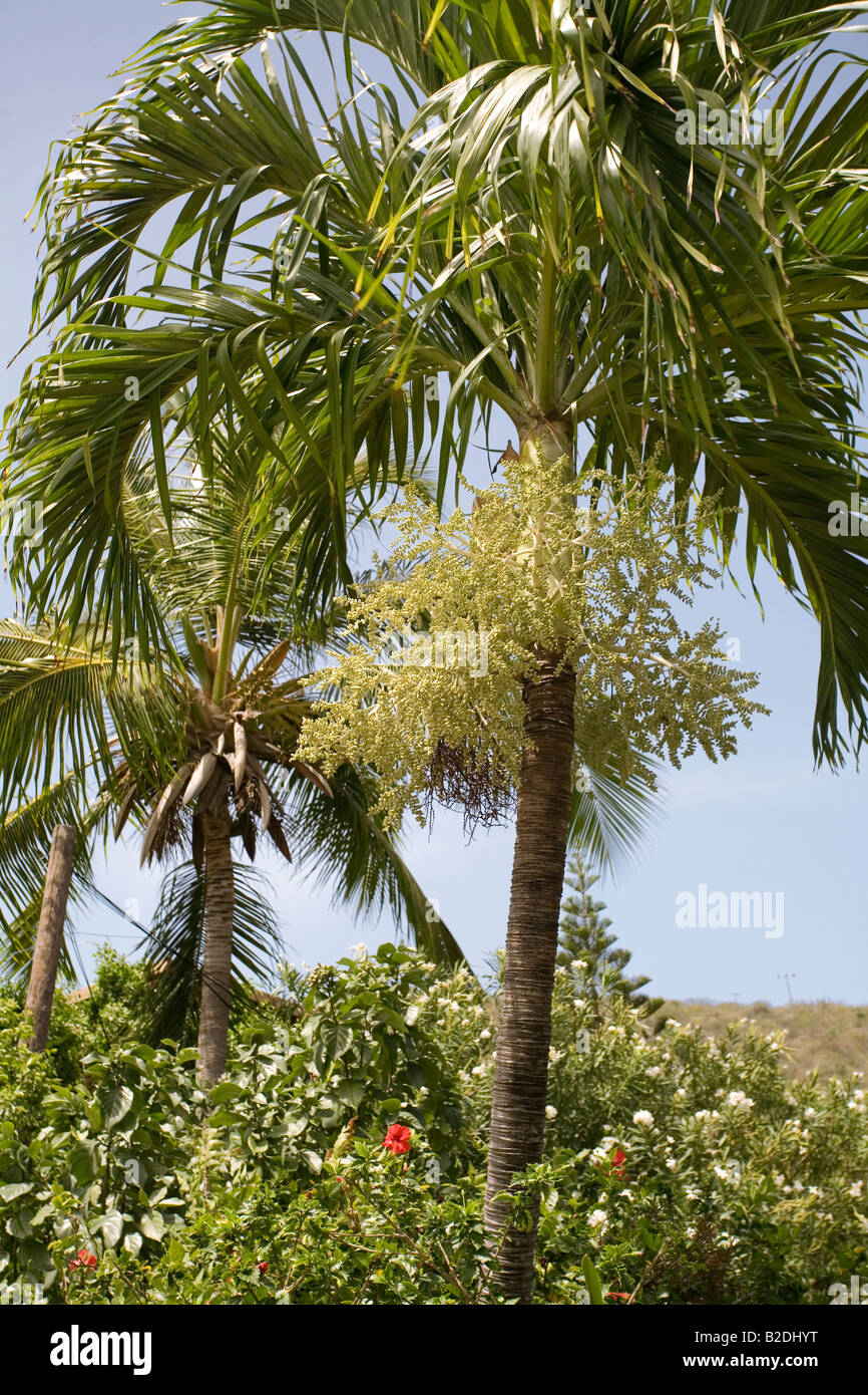 Palm Tree Isole vergini Foto Stock