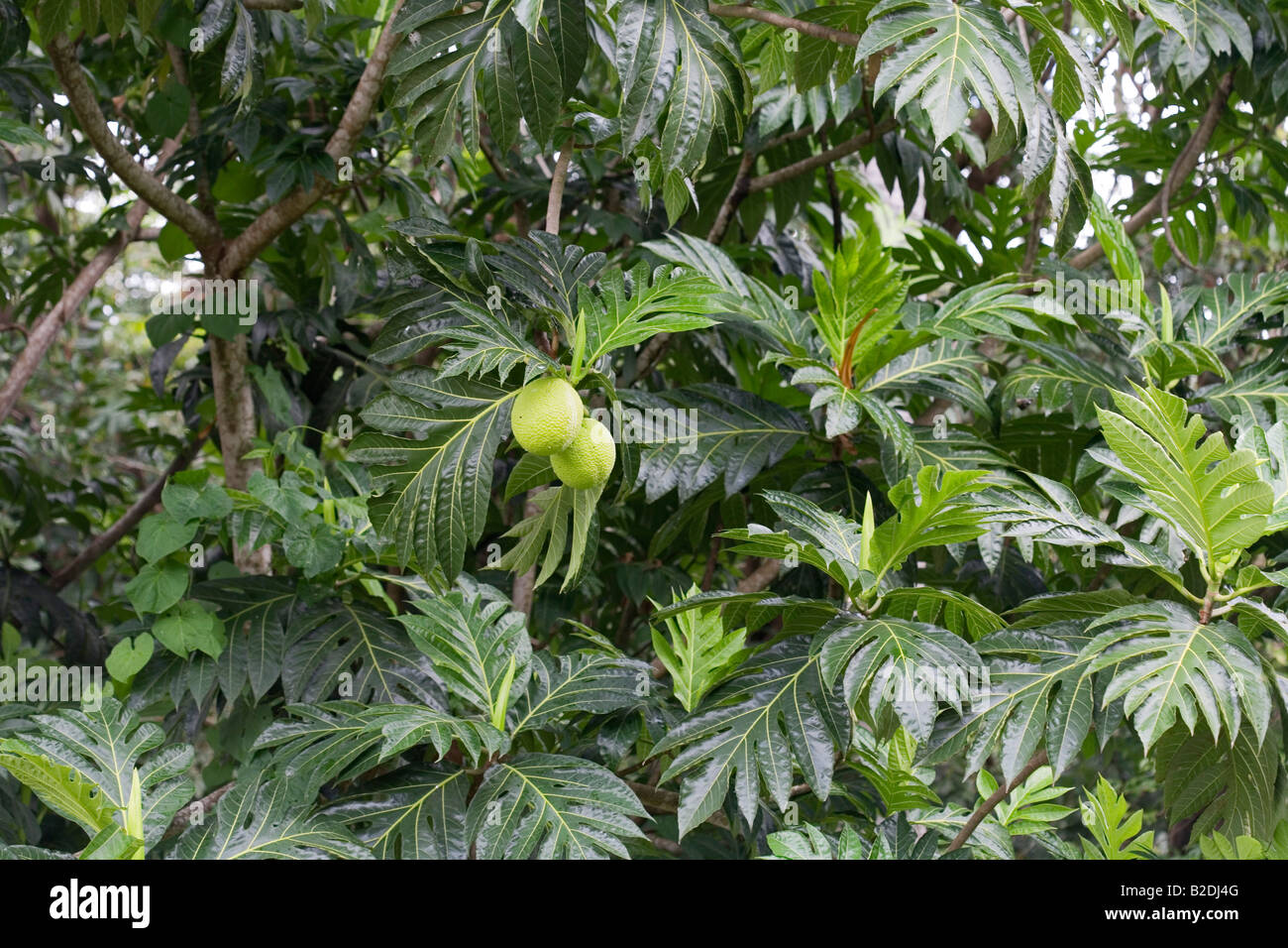 L'albero del pane albero Artocarpus altilis Dominica Foto Stock