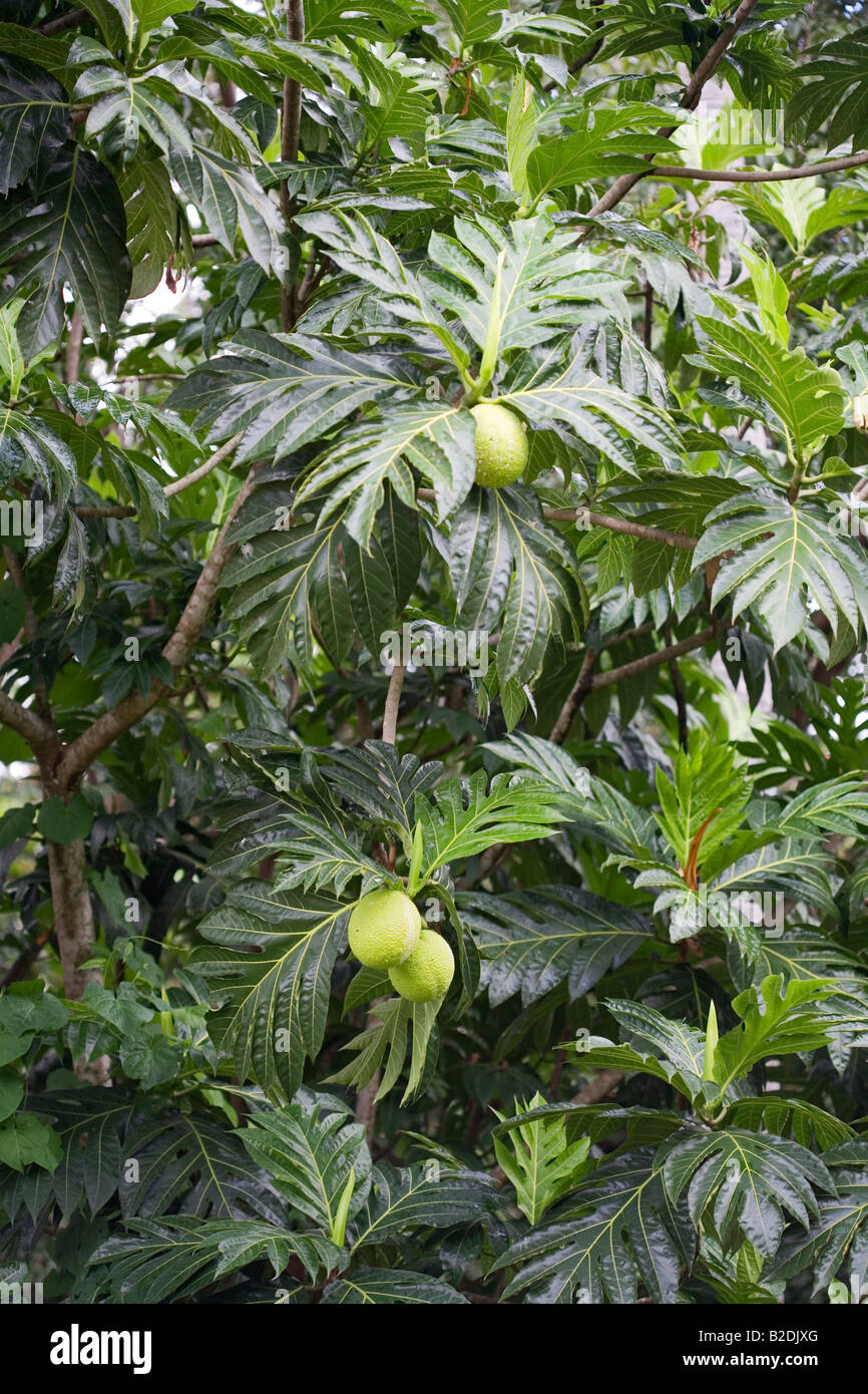 L'albero del pane albero Artocarpus altilis Dominica Foto Stock