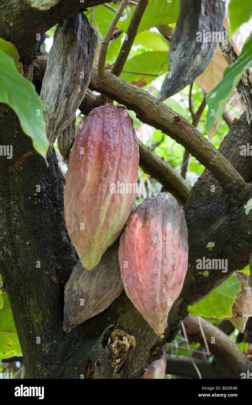 Baccelli di cacao Cacao pianta Teobroma cacao Dominica West Indies Foto Stock