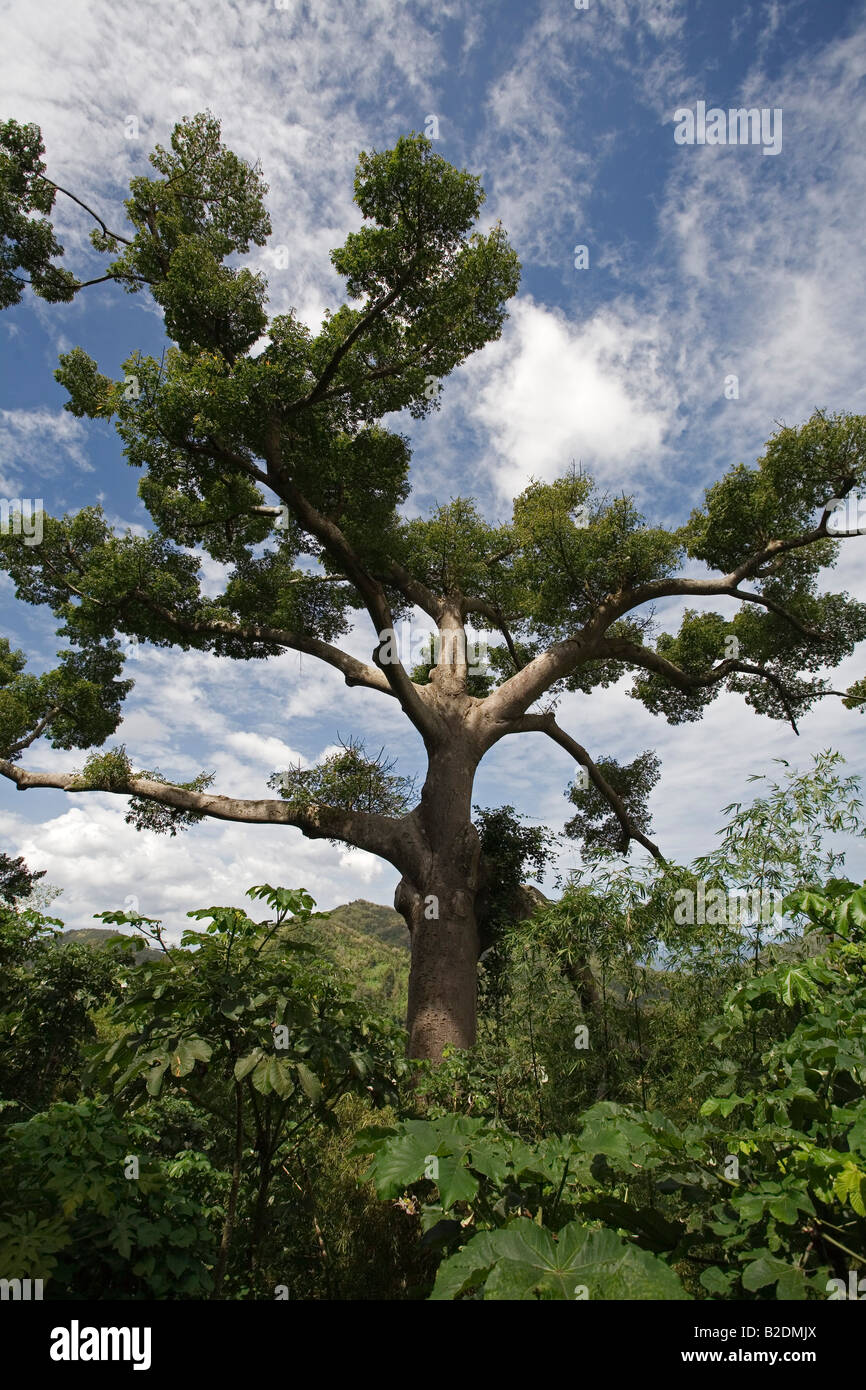 Il filo interdentale albero di seta Ceiba speciosa Grenada Foto Stock