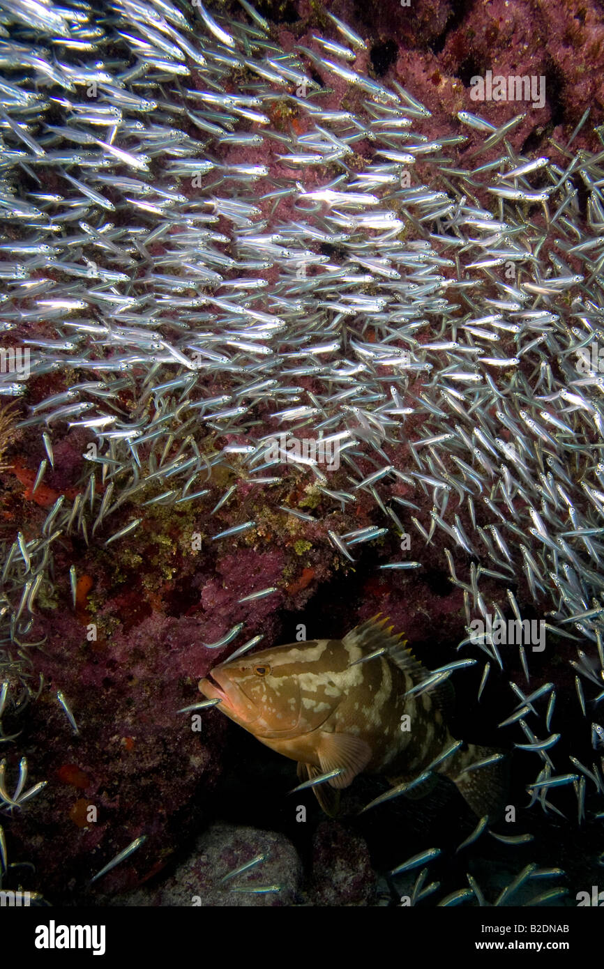 Nassau cernia Epinephelus striatus, nella scuola di baitfish Foto Stock