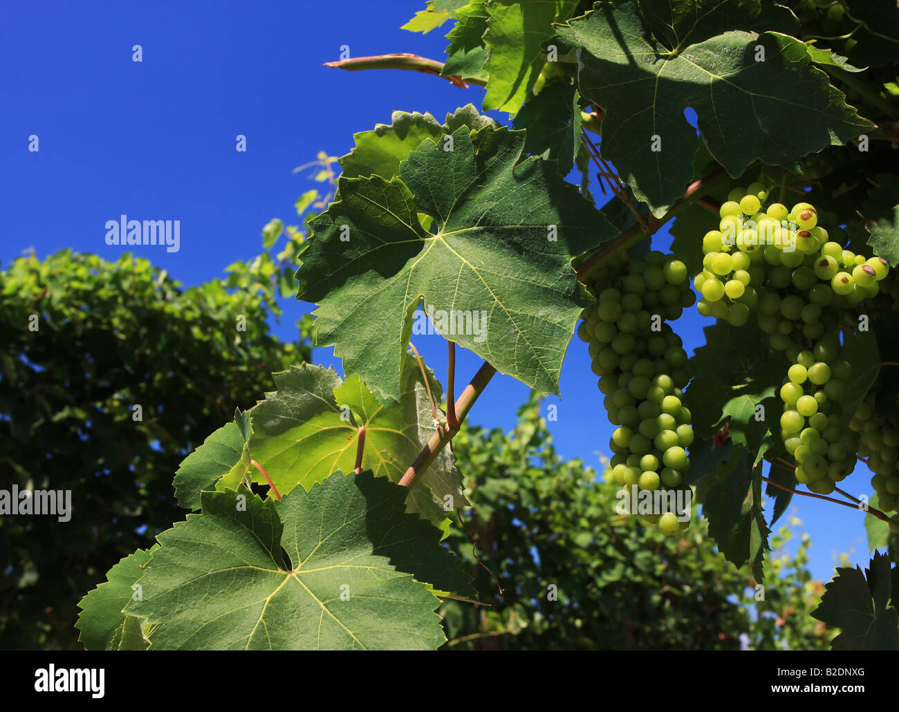 Verde uva che cresce su un vigneto nel distretto del lago Italia colpo dal basso contro un profondo cielo blu Foto Stock