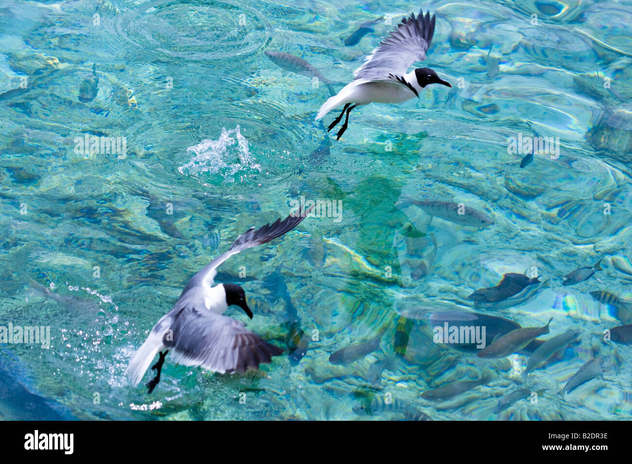 Ridere i gabbiani, Larus atricilla, competere con pesci di scogliera di superficie per la Bocconi, Antille Olandesi Bonaire Island, dei Caraibi. Foto Stock