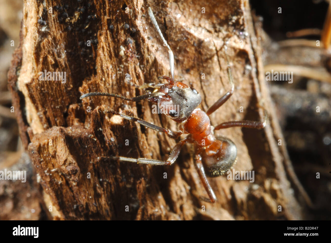 Ant insetto formica formica rufa insetti imenotteri imenotteri insetti formicaio montagna Cogne Parco Nazionale Gran Paradiso Va Foto Stock