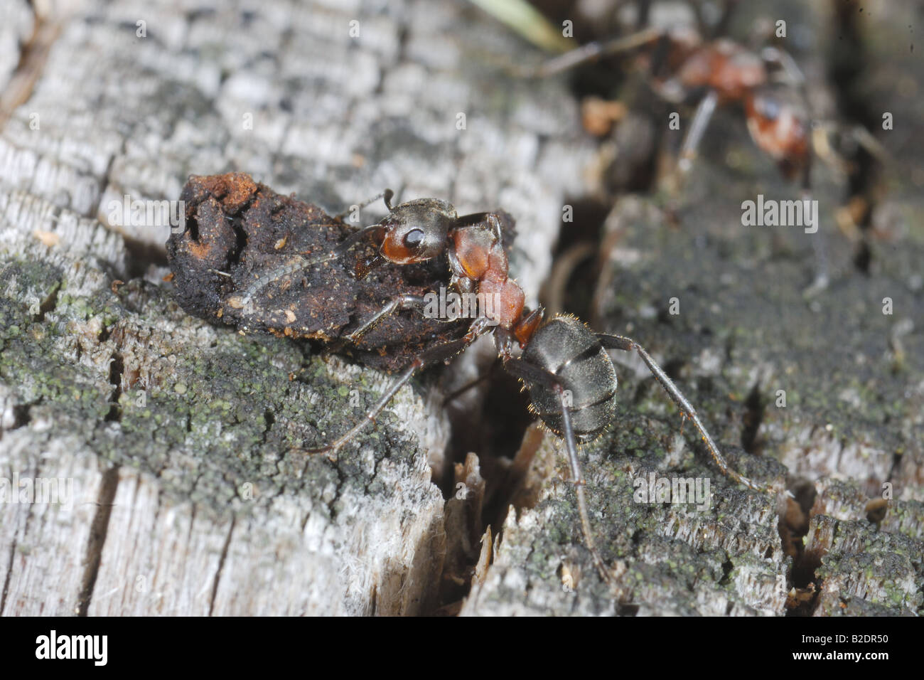 Ant insetto formica formica rufa trasporta frammento di legno insetti imenotteri formicaio montagna Cogne Parco Nazionale Gran Pa Foto Stock