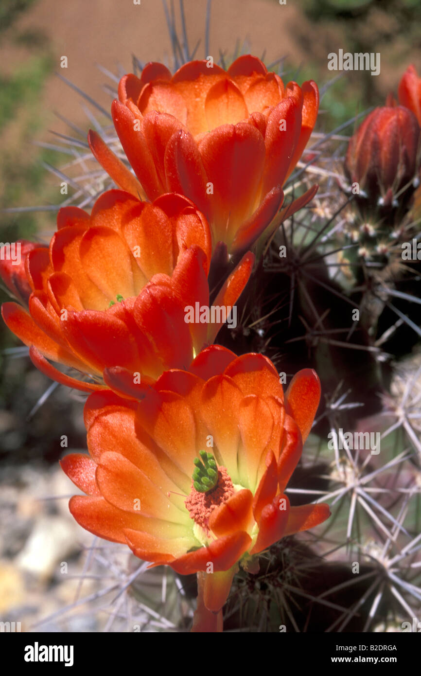 Flower pickly pear cactus Echinocereus triglochidiatus cactus claret cup cactus piante Nuovo Messico USA America Americhe deserto d Foto Stock