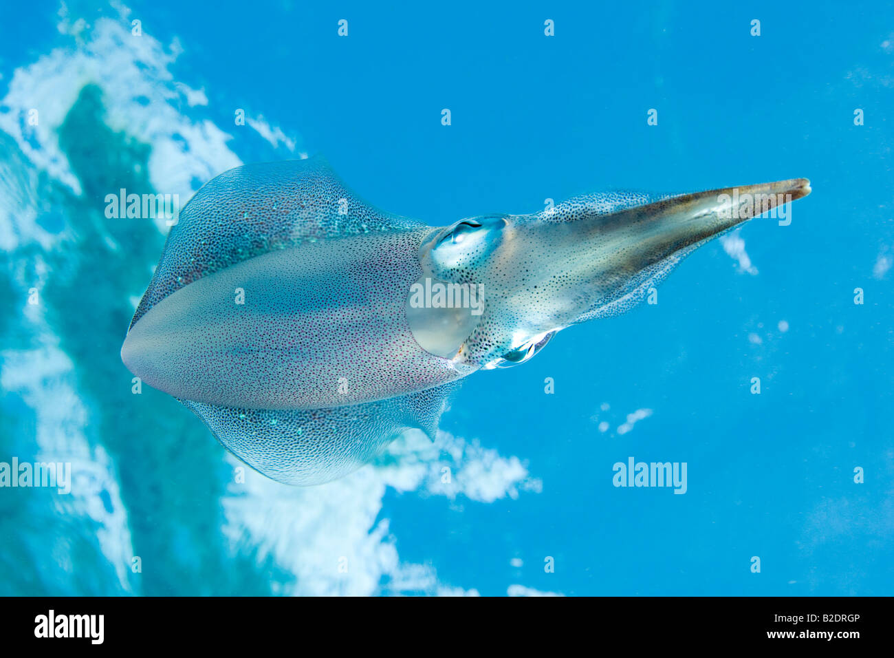 La barriera corallina caraibica calamari, Sepioteuthis sepioidea, è comunemente osservato Nello shallow vicino a riva acqua dei Caraibi. Foto Stock