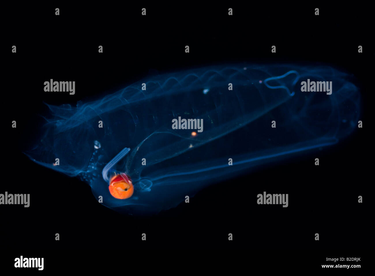 Questo tunicate pelagiche o salp, Salpa aspera, è parte della famiglia Salpidae di animali gelatinoso. Hawaii. Foto Stock