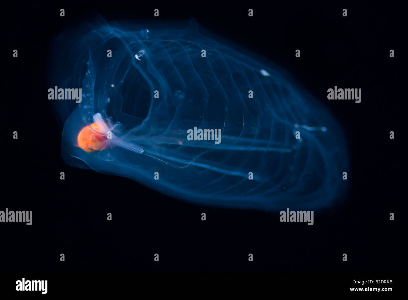 Questo tunicate pelagiche o salp, Salpa aspera, è parte della famiglia Salpidae di animali gelatinoso. Hawaii. Foto Stock