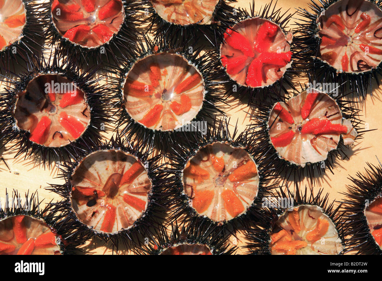 Grecia close up aperto dei ricci di mare con red roe esposti Foto Stock