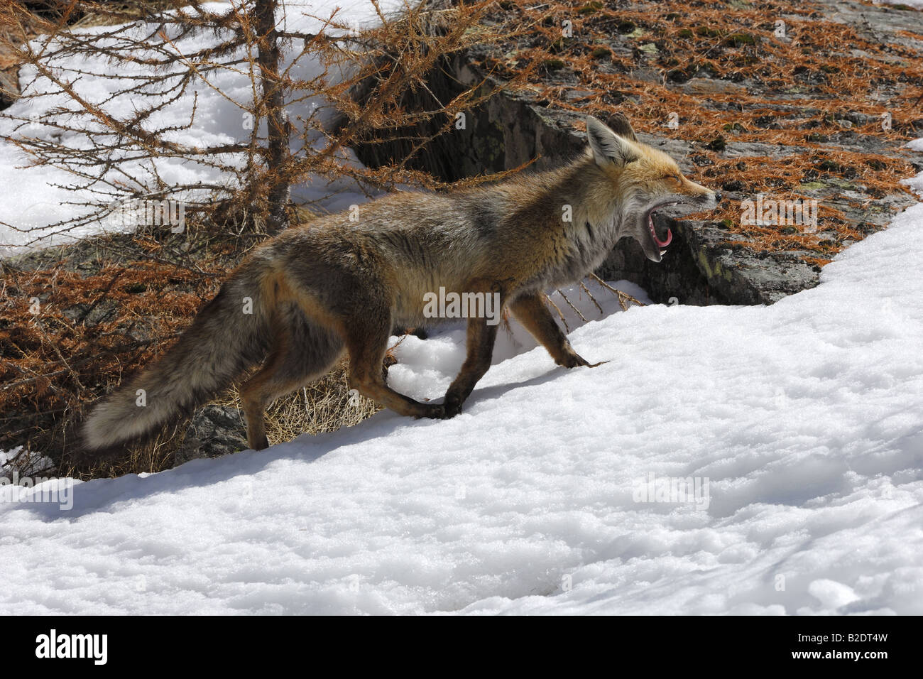 Fox volpi red Vulpes vulpes canidae mammifero Montagna neve invernale nevicata legno Italia volpe rossa Vulpes vulpes mammiferi canidi m Foto Stock