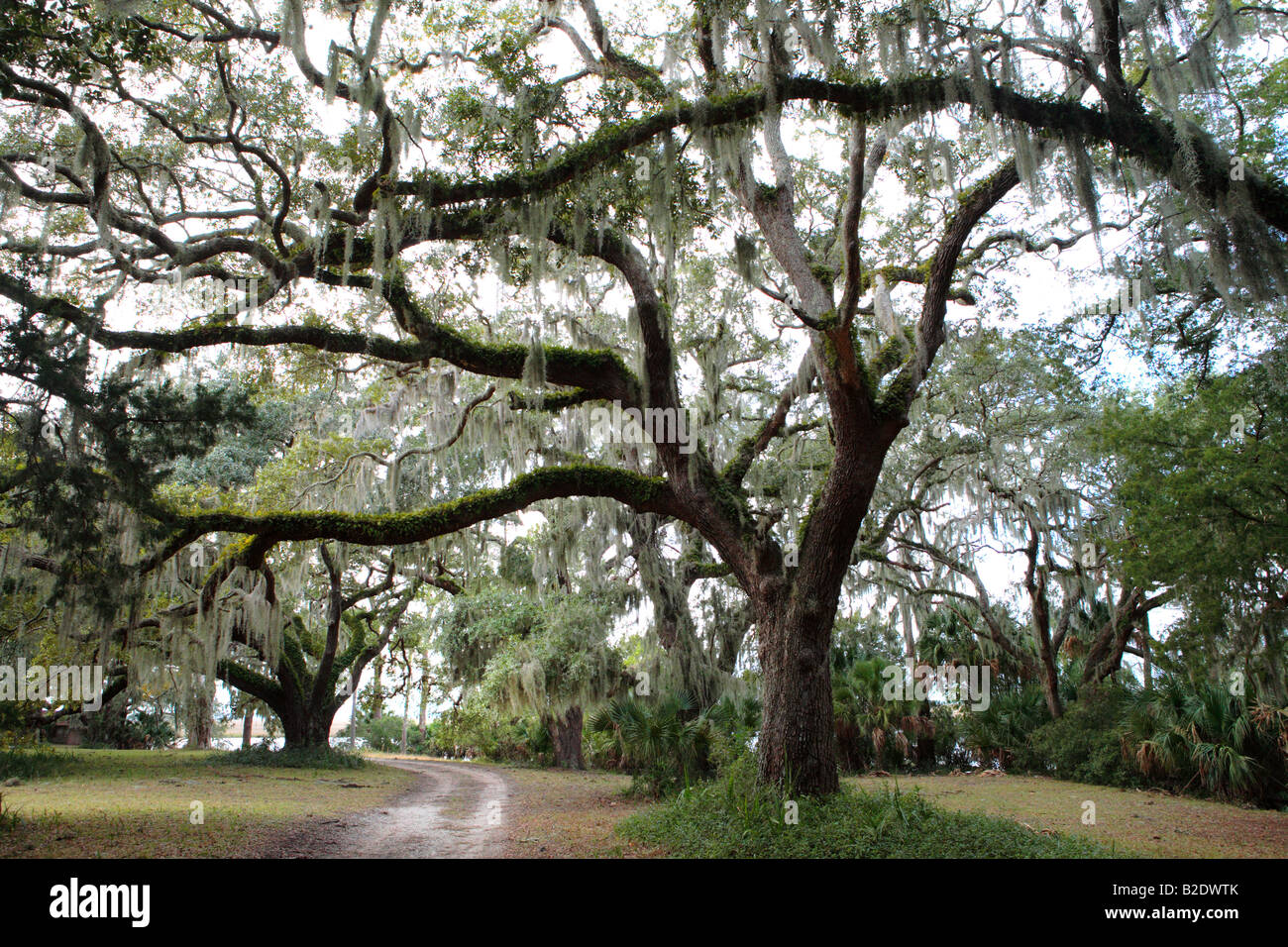 Strada nei pressi di Prugna frutteto MANSION Su Cumberland Island National Seashore GEORGIA USA Foto Stock