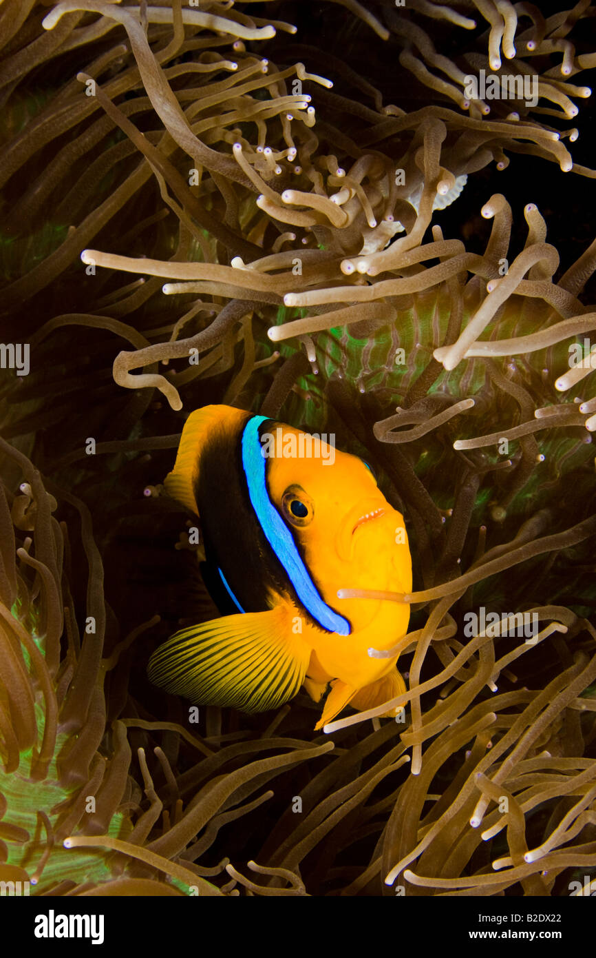 Clark, anemonefish Amphiprion clarkii, anemone, Yap, Micronesia. Foto Stock