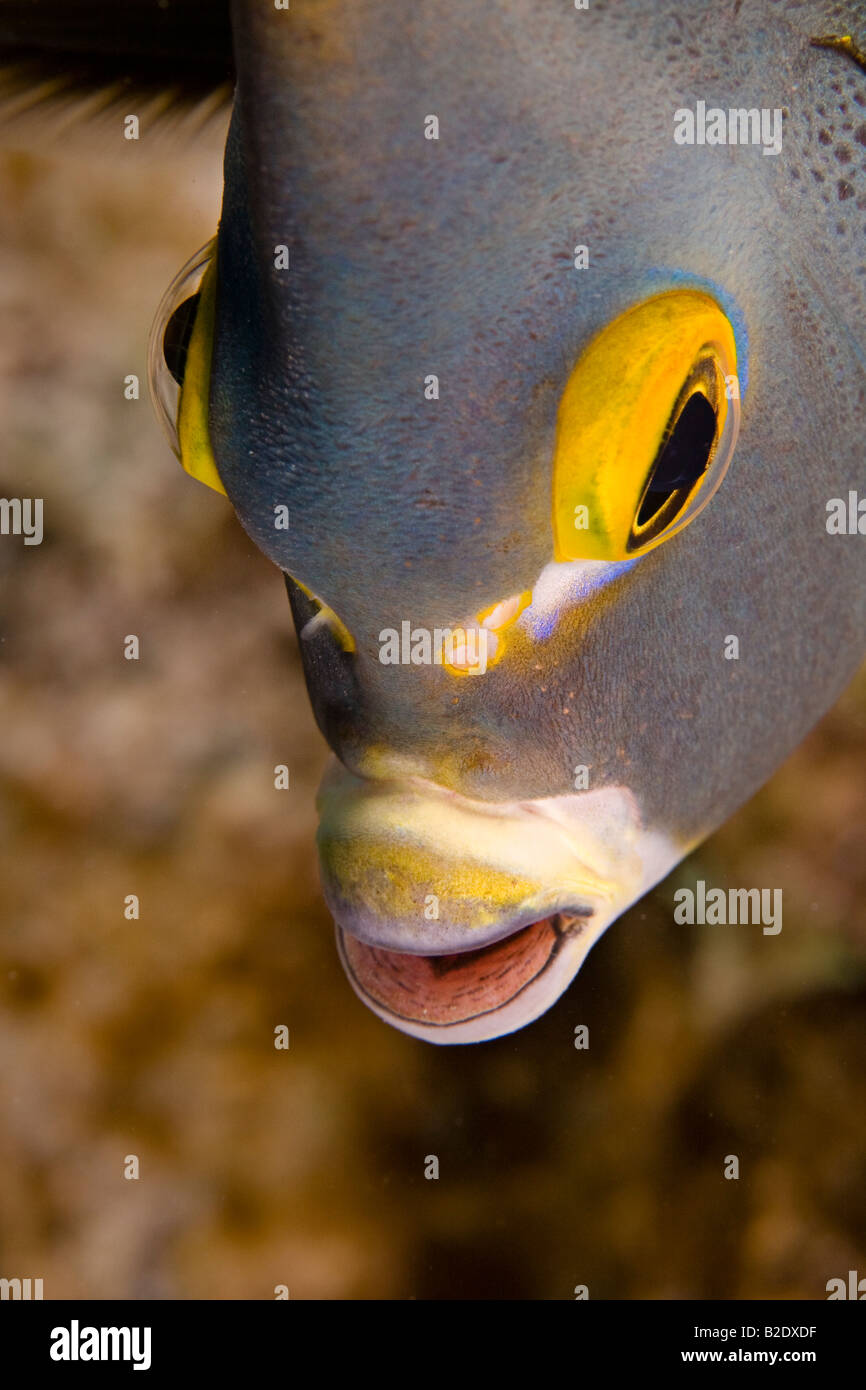 Il francese angelfish, Pomacanthus parù, si trova spesso a coppie ed è comune nei Caraibi, Bonaire. Foto Stock