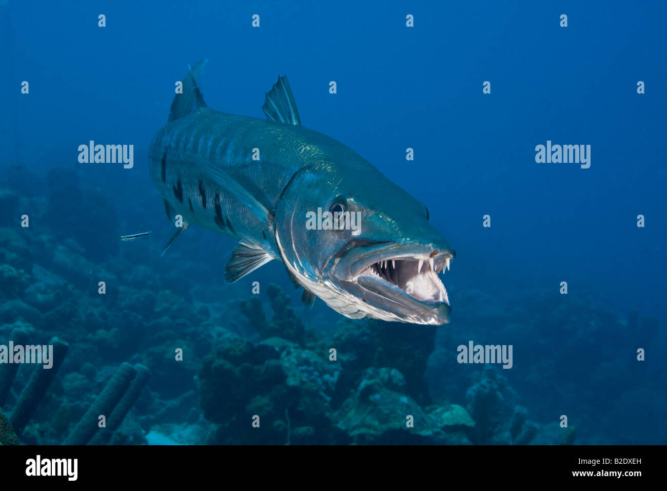 Grande barracuda, Sphyraena barracuda, può arrivare fino a sei metri di lunghezza, Bonaire, dei Caraibi. Foto Stock