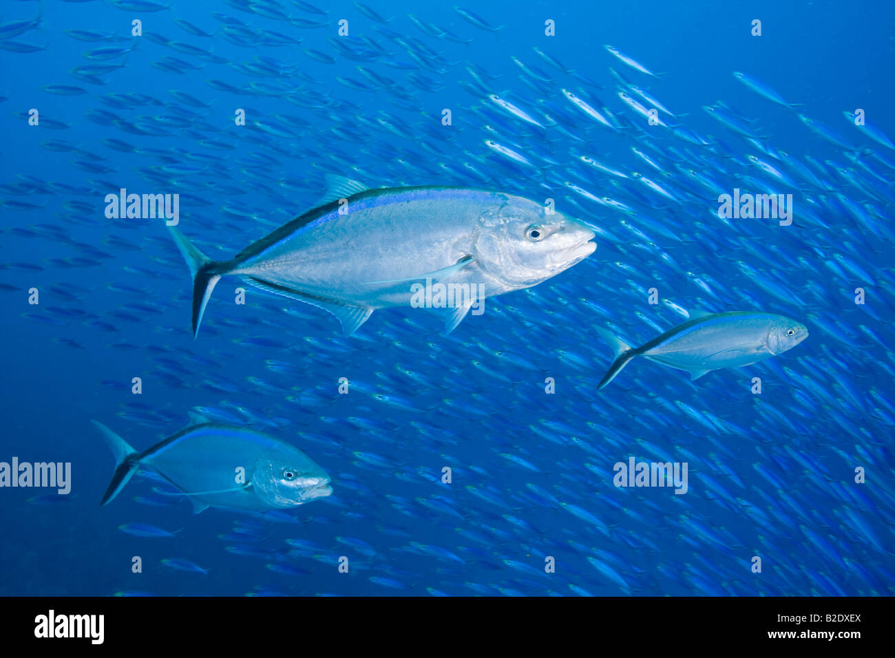 Il bar jack, Caranx ruber, è un comune specie dei Caraibi. Questi tre sono la scolarizzazione di caccia baitfish fuori dell'isola di Bonaire Foto Stock
