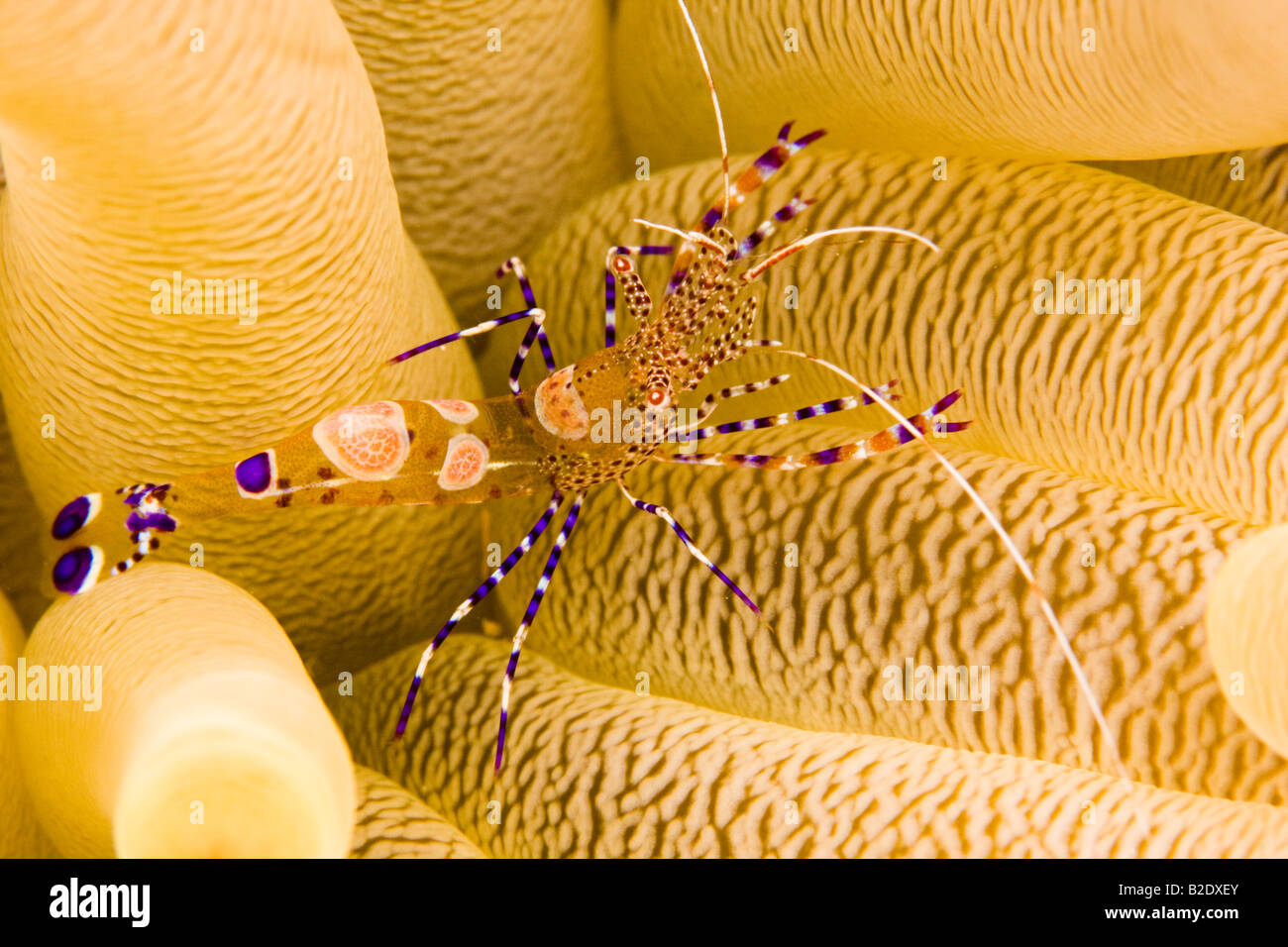 Un pulitore macchiato di gamberi Periclimenes yucatanicus, a host anemone, Bonaire, dei Caraibi. Foto Stock