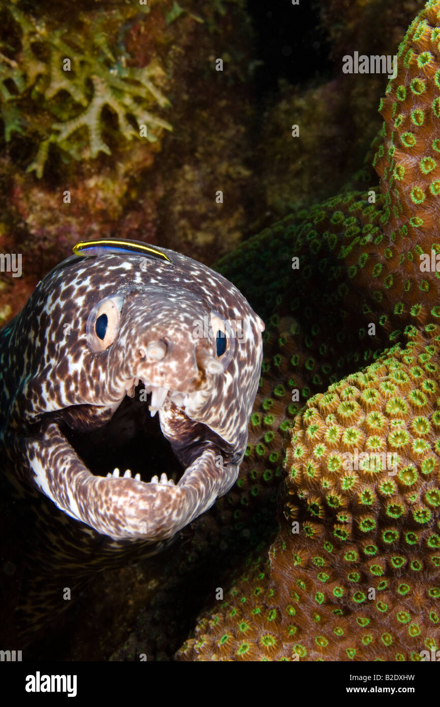 Un pulitore sharknose ghiozzo, Gobiosoma evelynae, siede sulla testa di un spotted moray eel, Gymnothorax moringa, Bonaire, dei Caraibi. Foto Stock