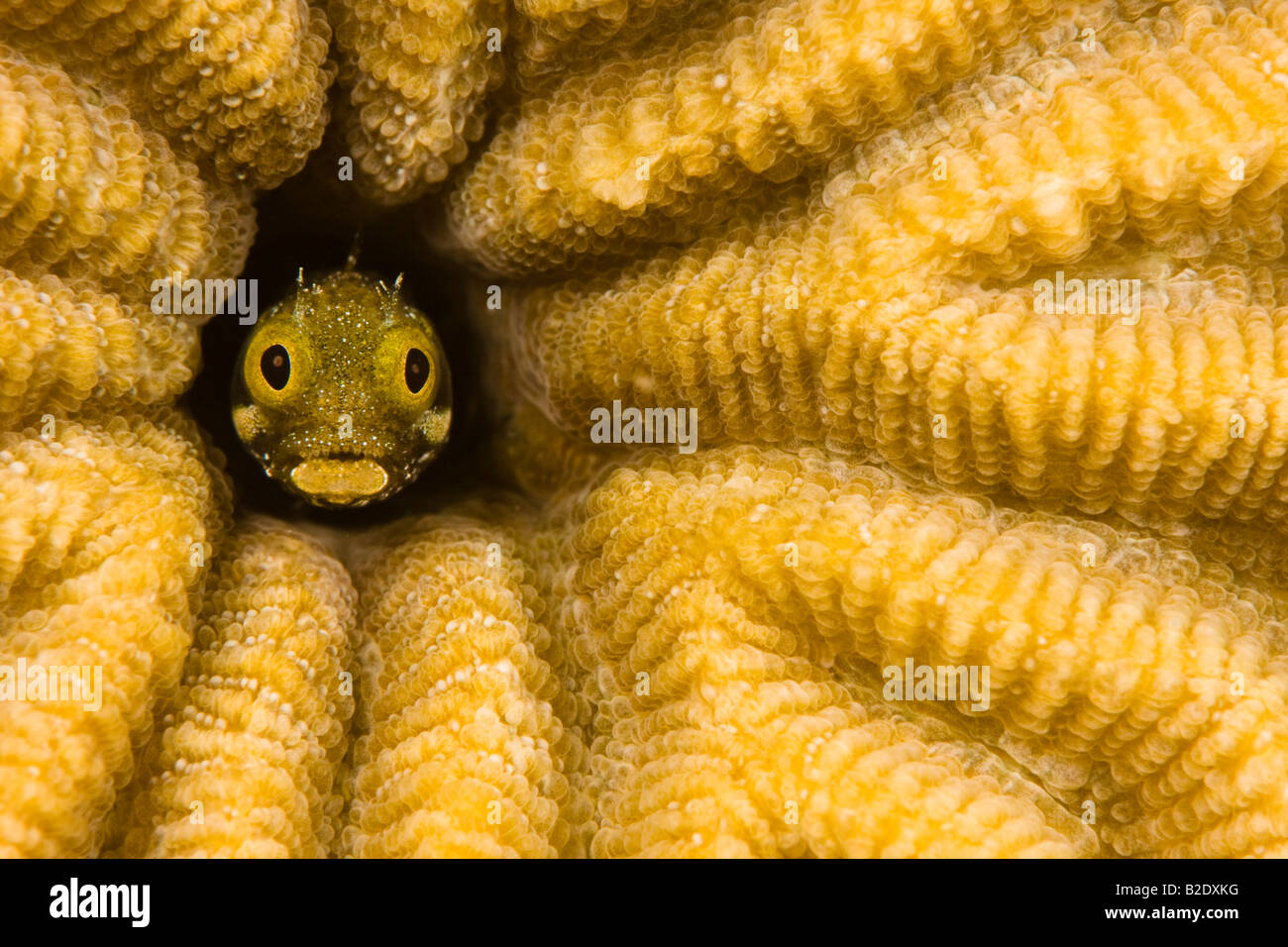 Spinyhead bavose, Acanthemblemaria spinosa, in corallo duro, Antille Olandesi Bonaire, dei Caraibi. Foto Stock