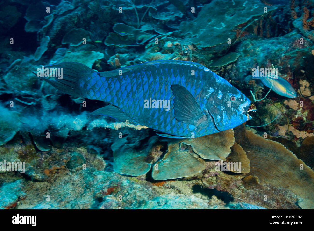 I pesci pappagallo blu, Scarus coeruleus, può raggiungere i 4 metri di lunghezza. Bonaire, dei Caraibi. Foto Stock