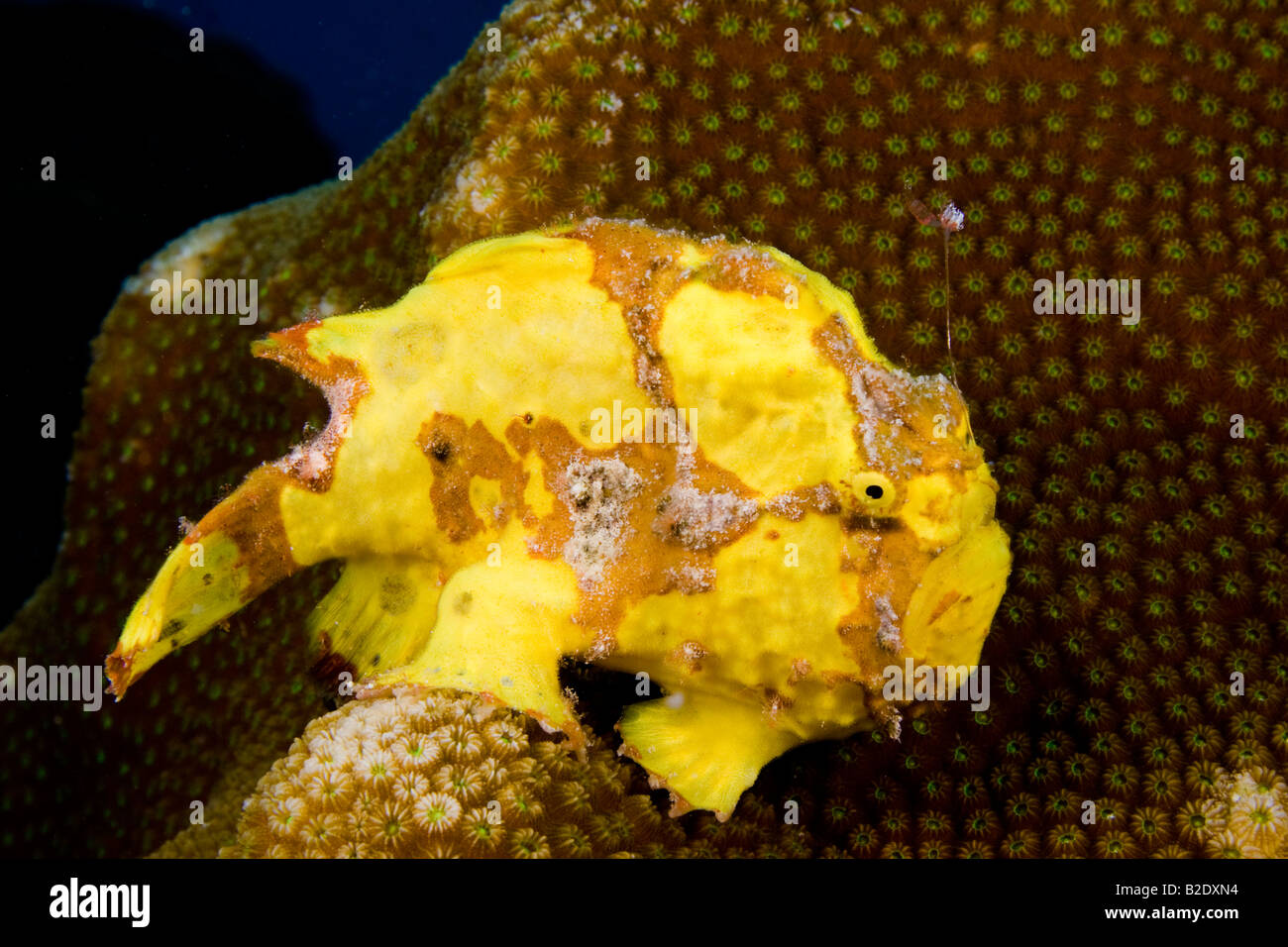 Questo longlure pesce rana, Antennarius multiocellatus, è l'utilizzo del "esca per attirare le prede. Bonaire, dei Caraibi. Foto Stock