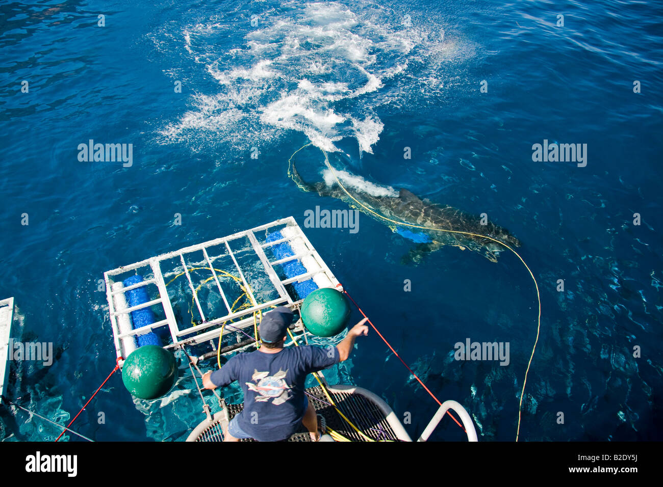 Un grande squalo bianco, Carcharodon carcharias, off Isola di Guadalupe, in Messico. Foto Stock