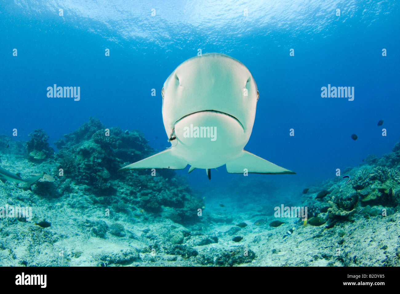 Questo grey reef shark Carcharhinus amblyrhynchos, fu attratto verso la telecamera con esca fuori l'Isola di Mana, Fiji. Foto Stock