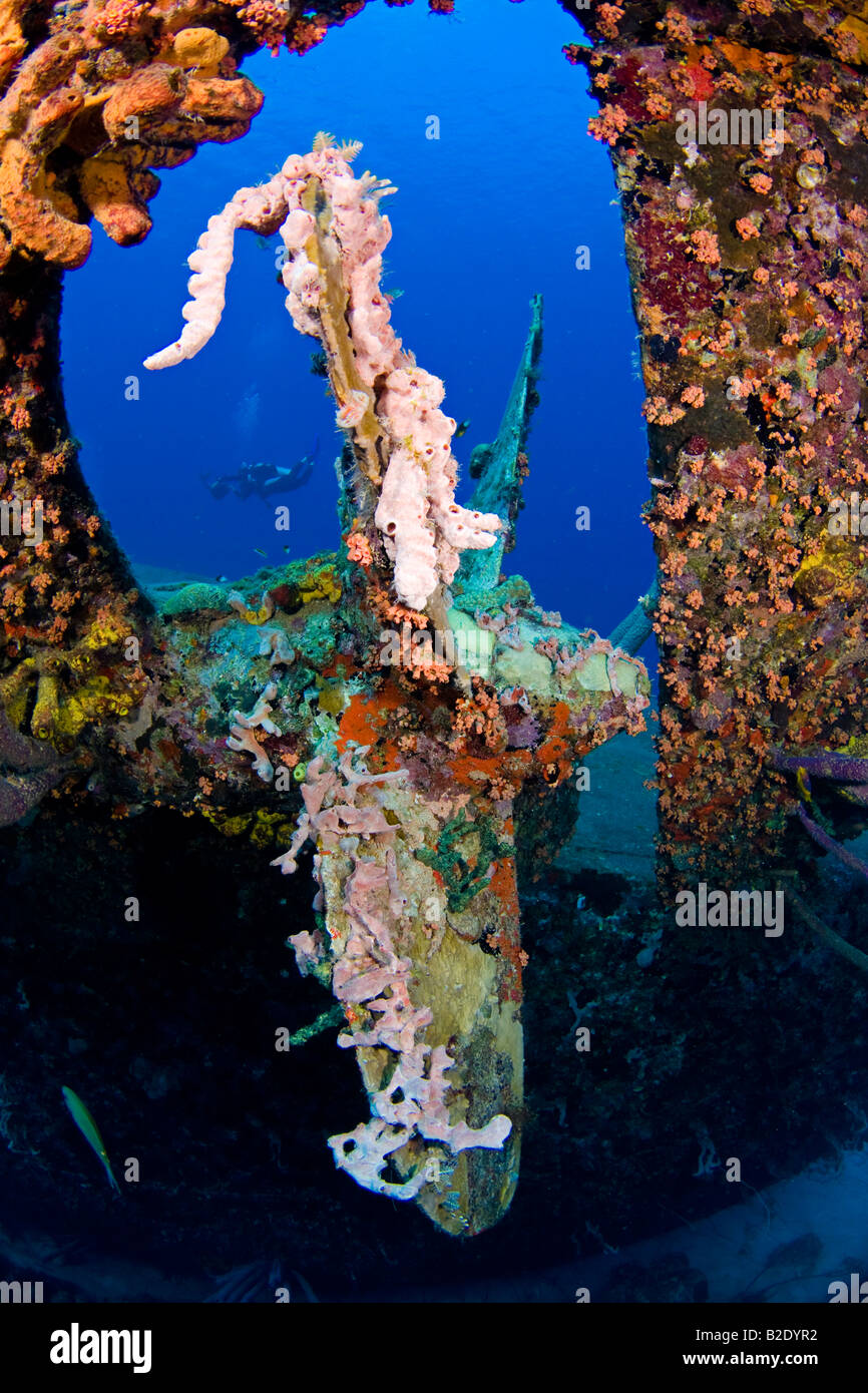 Un subacqueo nuota dietro il puntello, sul relitto del Hilma Hooker, affondata nel 1984 al largo dell'isola di Bonaire nei Caraibi. Foto Stock
