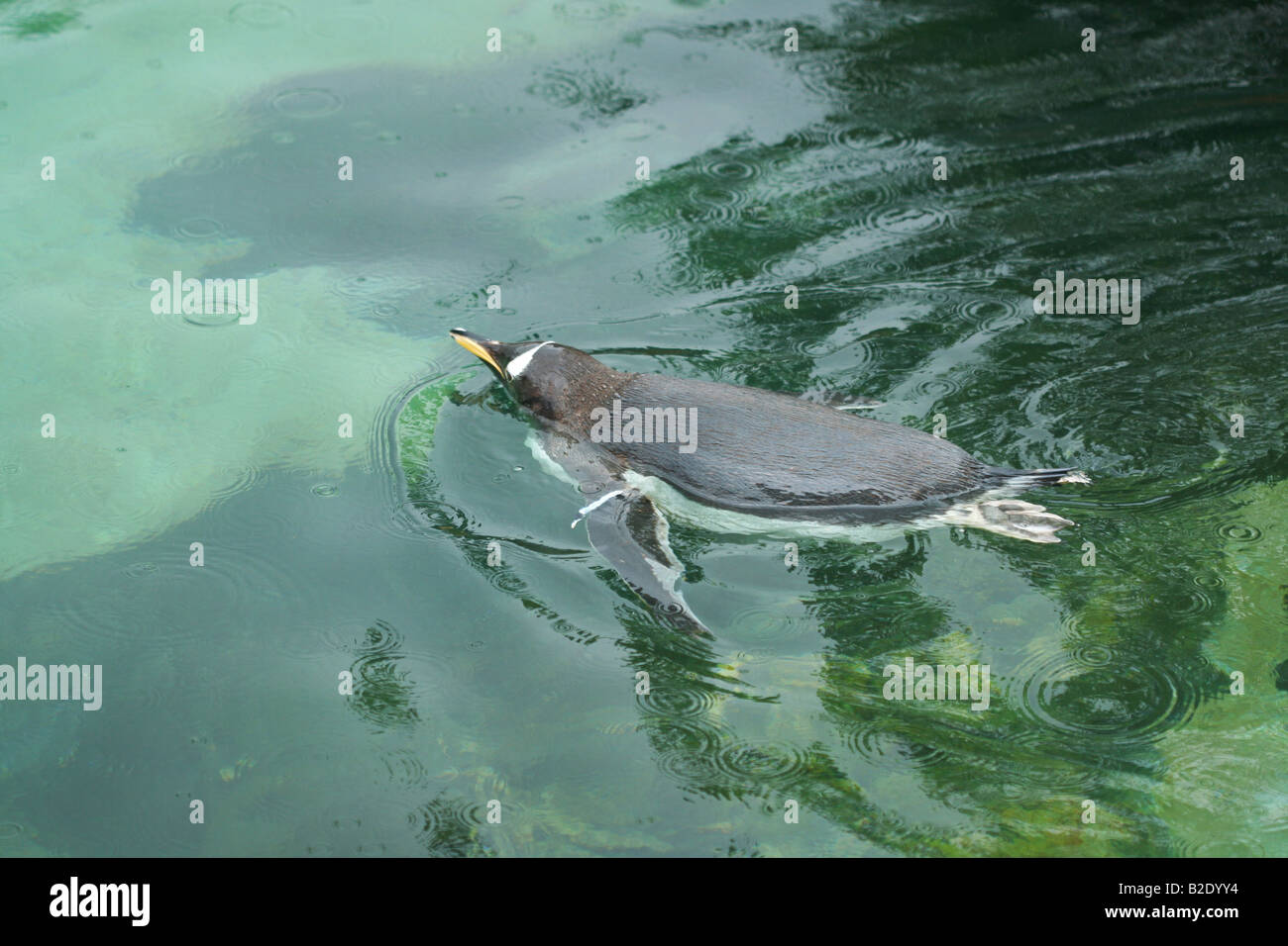 Pinguino in acqua Foto Stock