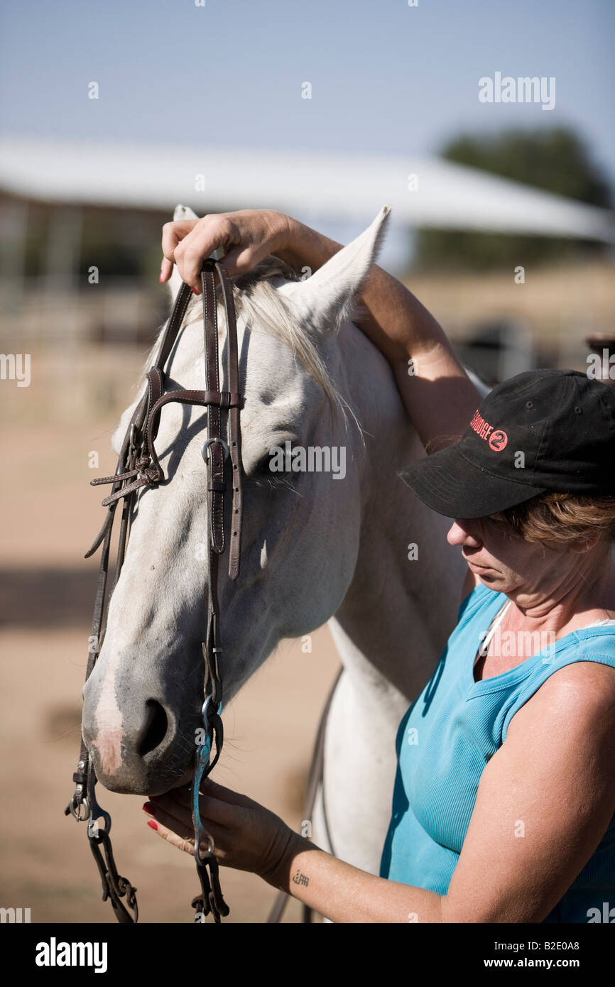 Donna mettendo briglia sul cavallo arabo Foto Stock