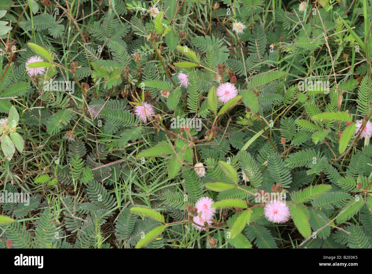 La mimosa pudica o impianto sensibili Foto Stock
