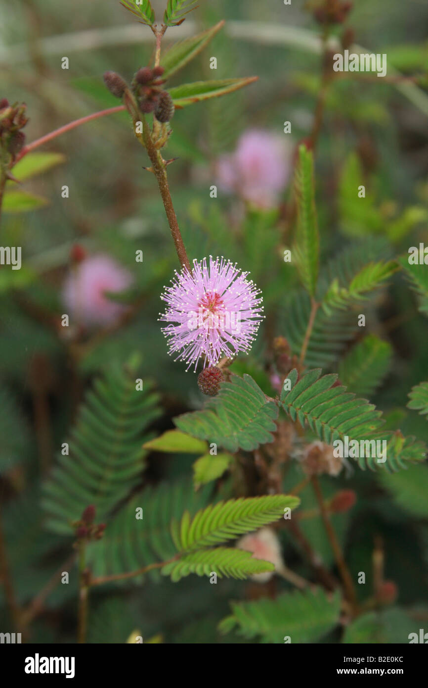 La mimosa pudica o impianto sensibili Foto Stock