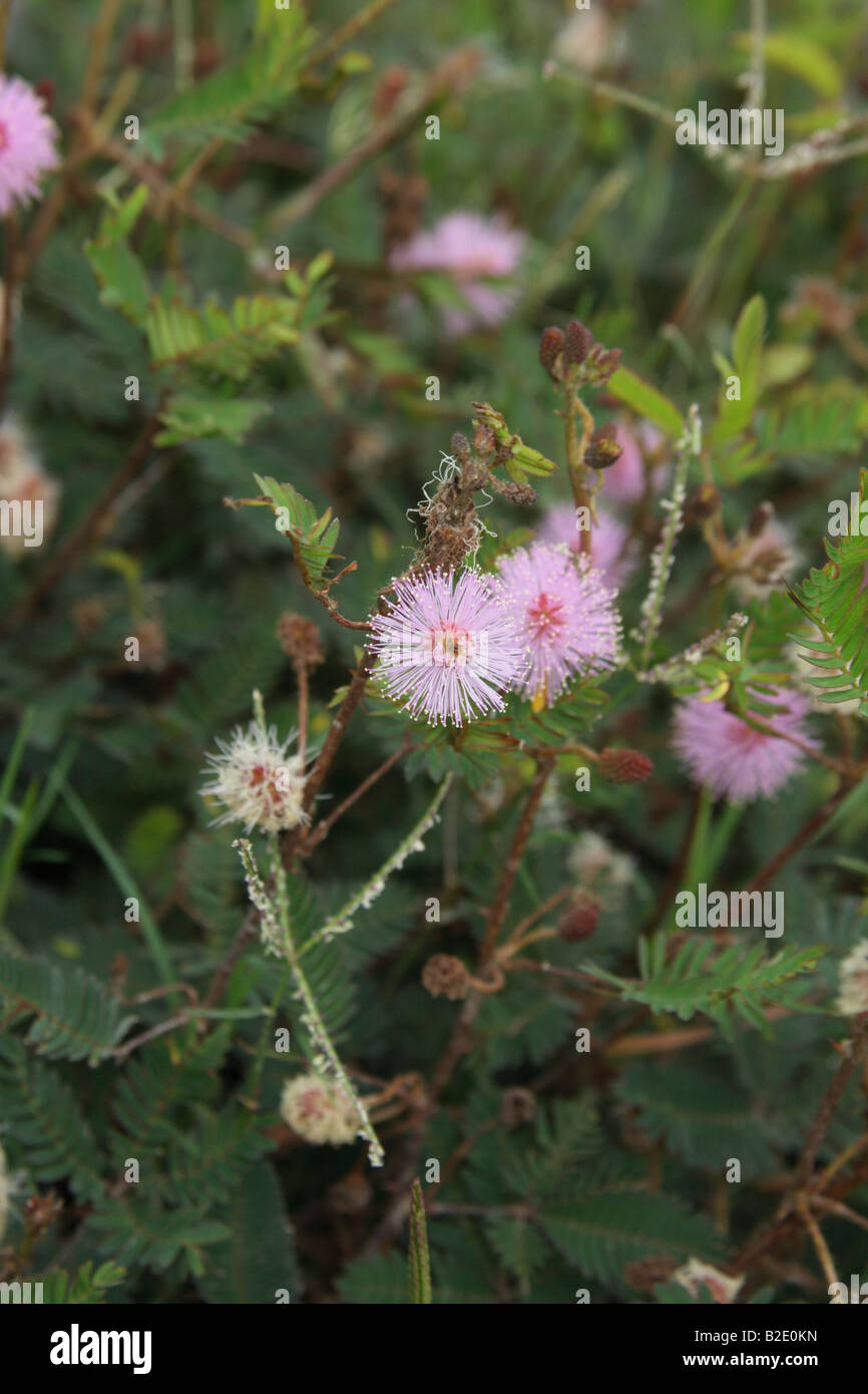 La mimosa pudica o impianto sensibili Foto Stock