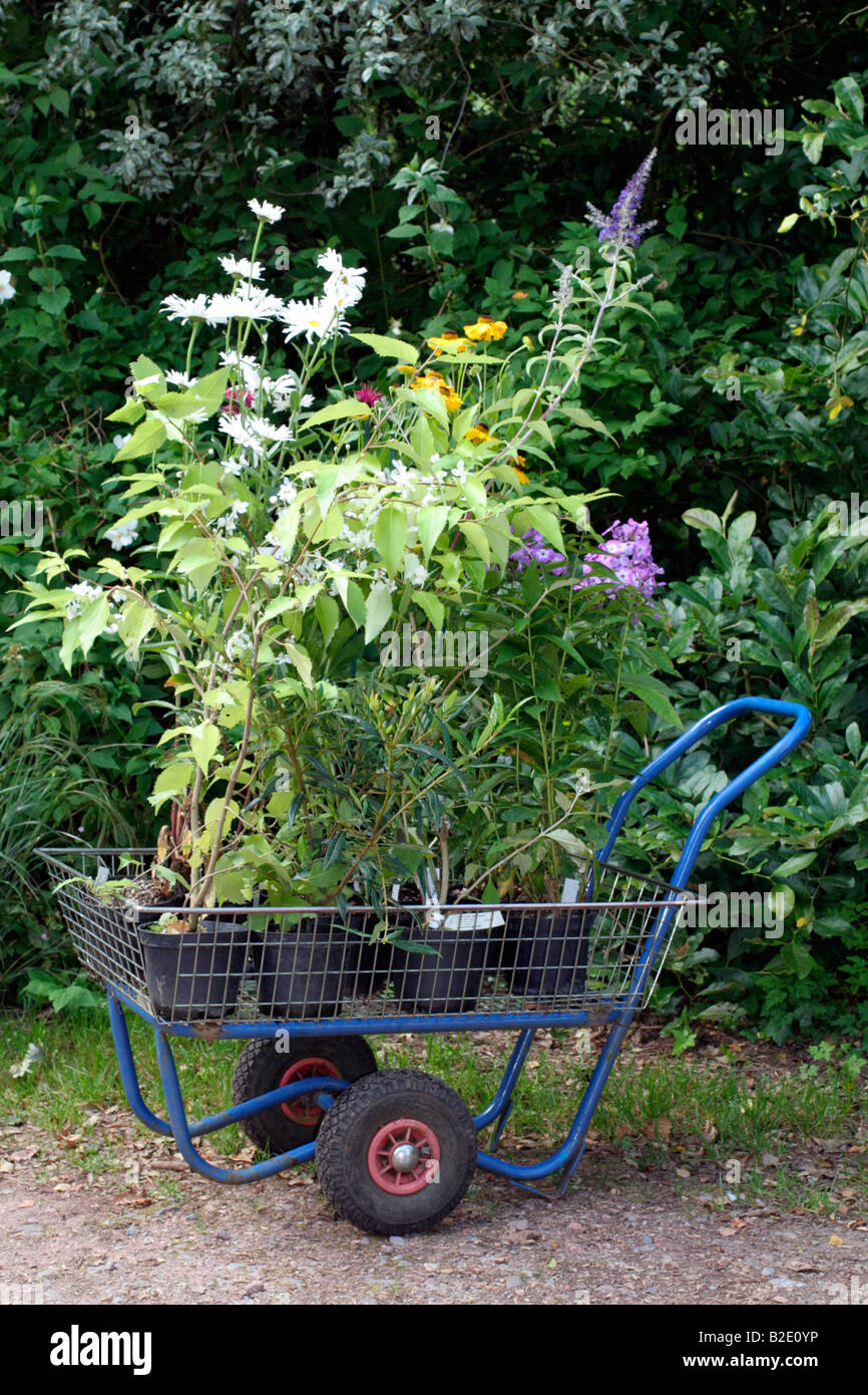 La selezione e l'acquisto di piante erbacee e piante arbustive Foto Stock