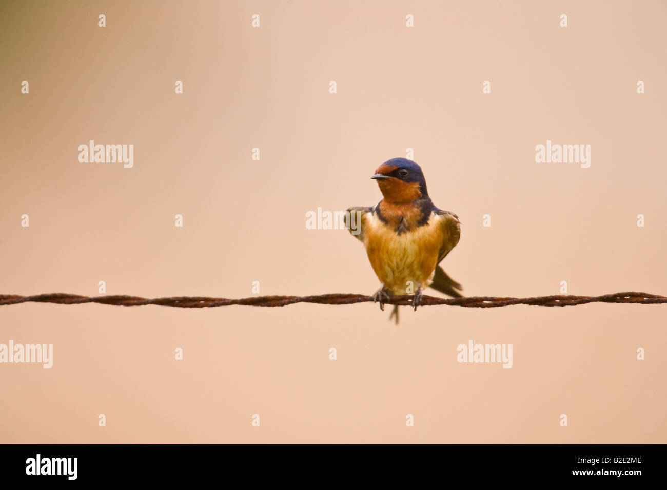 Barn Swallow (Hirundo rustica) appollaiato su un filo di recinzione Foto Stock