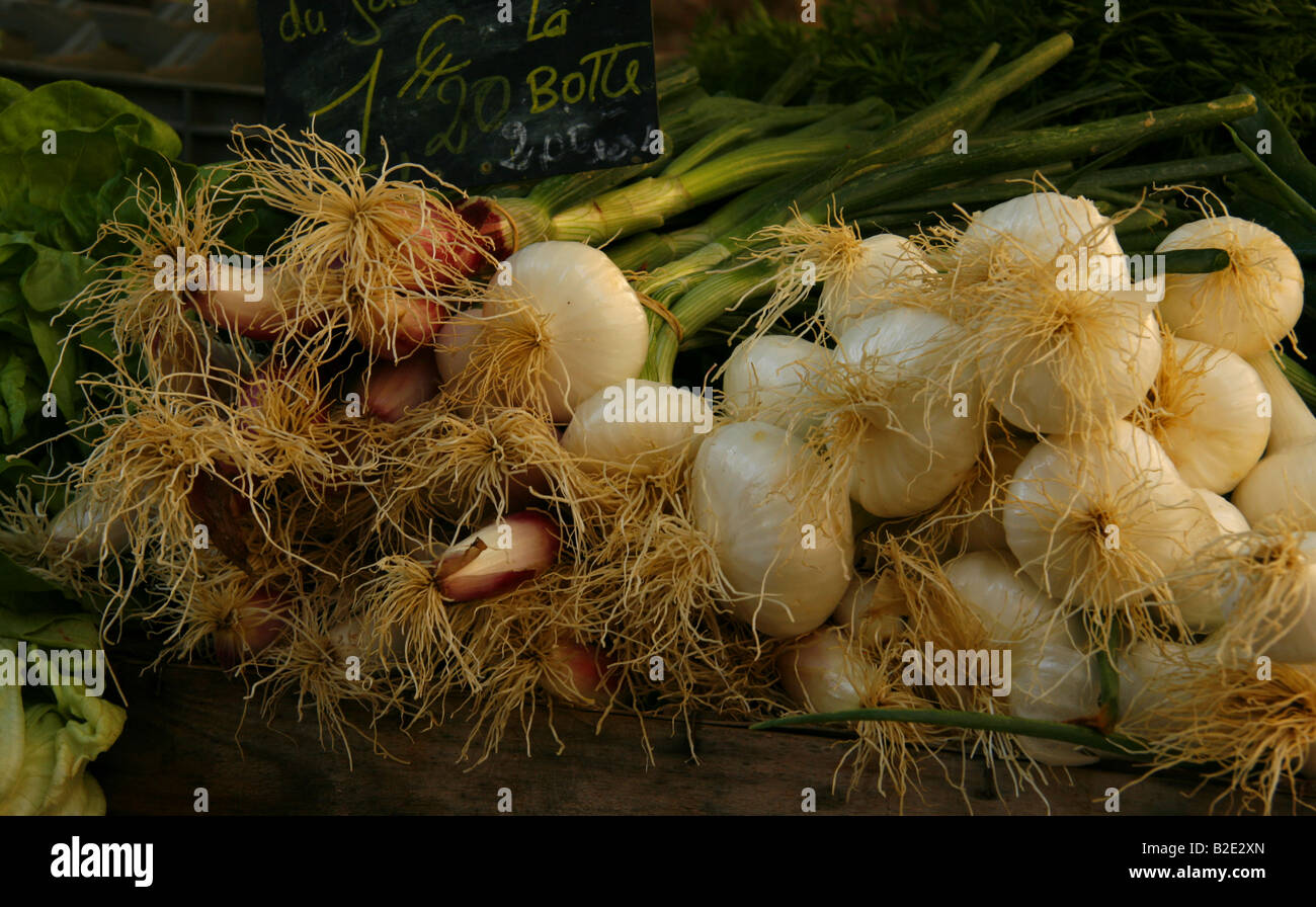 Cipolline in mostra alla frutta & verdura in Piazza Richelmi, Aix en Provence, Francia meridionale. Foto Stock