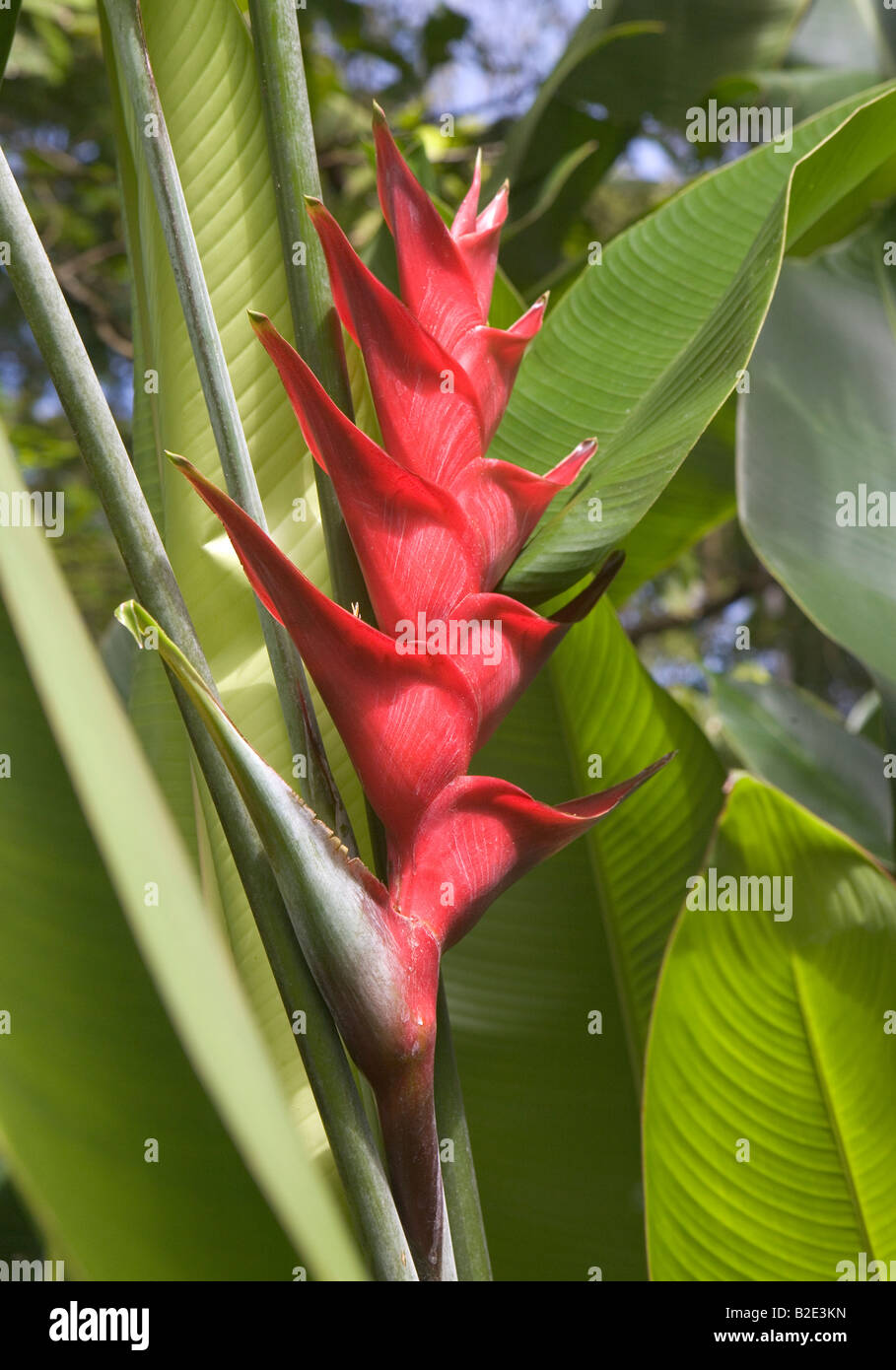 Rosso fiore Heliconia nelle giungle di St Lucia nei pressi di Pitons Foto Stock