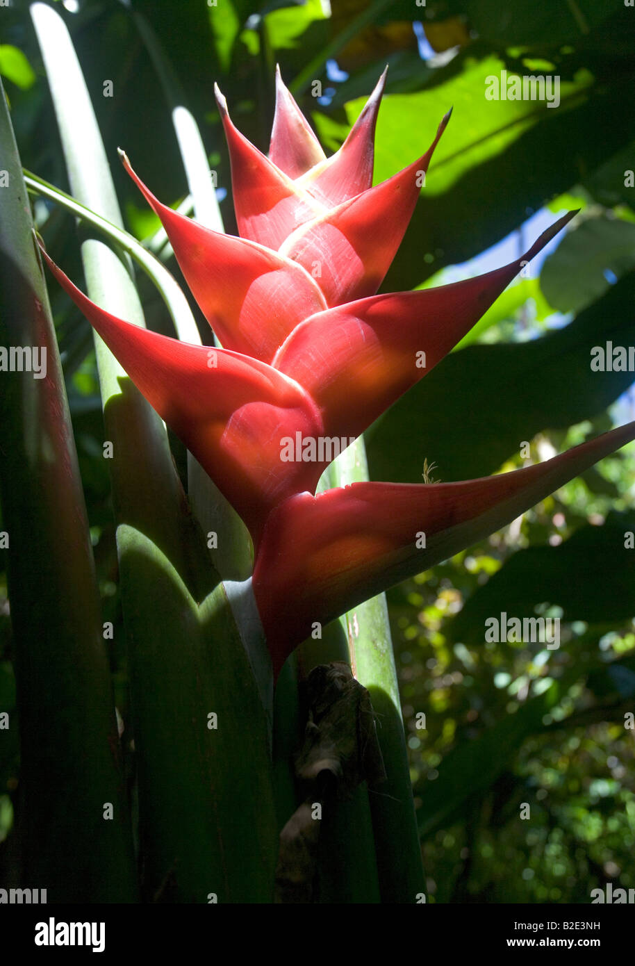 Rosso fiore Heliconia nelle giungle di St Lucia nei pressi di Pitons Foto Stock