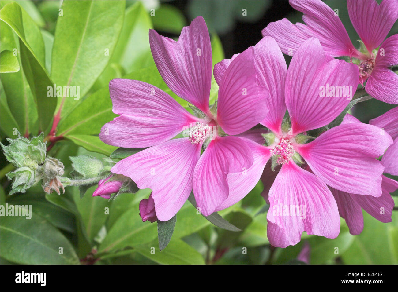 Albero fiori malva Lavatera arborea Foto Stock