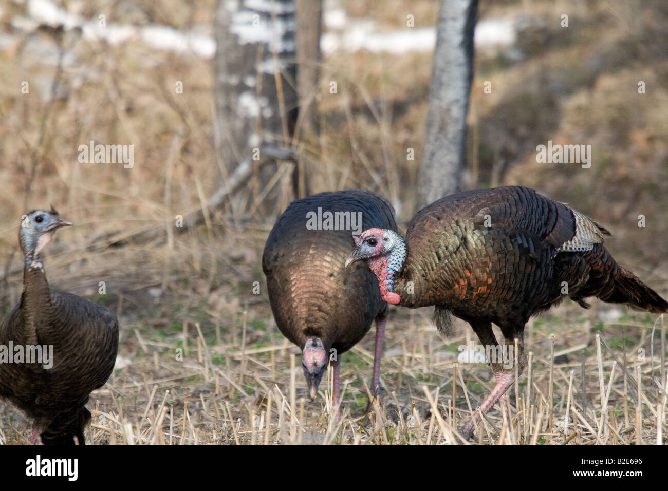 Jake eastern wild turchia in primavera Foto Stock