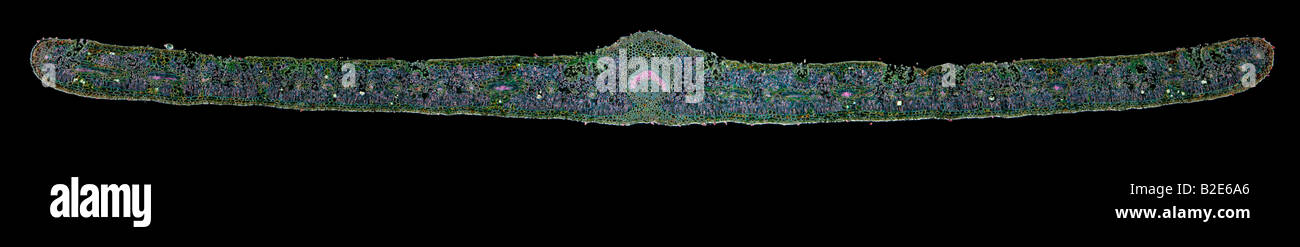 Oleandro foglie colorate T.S. darkfield microfotografia che mostra la struttura generale Foto Stock