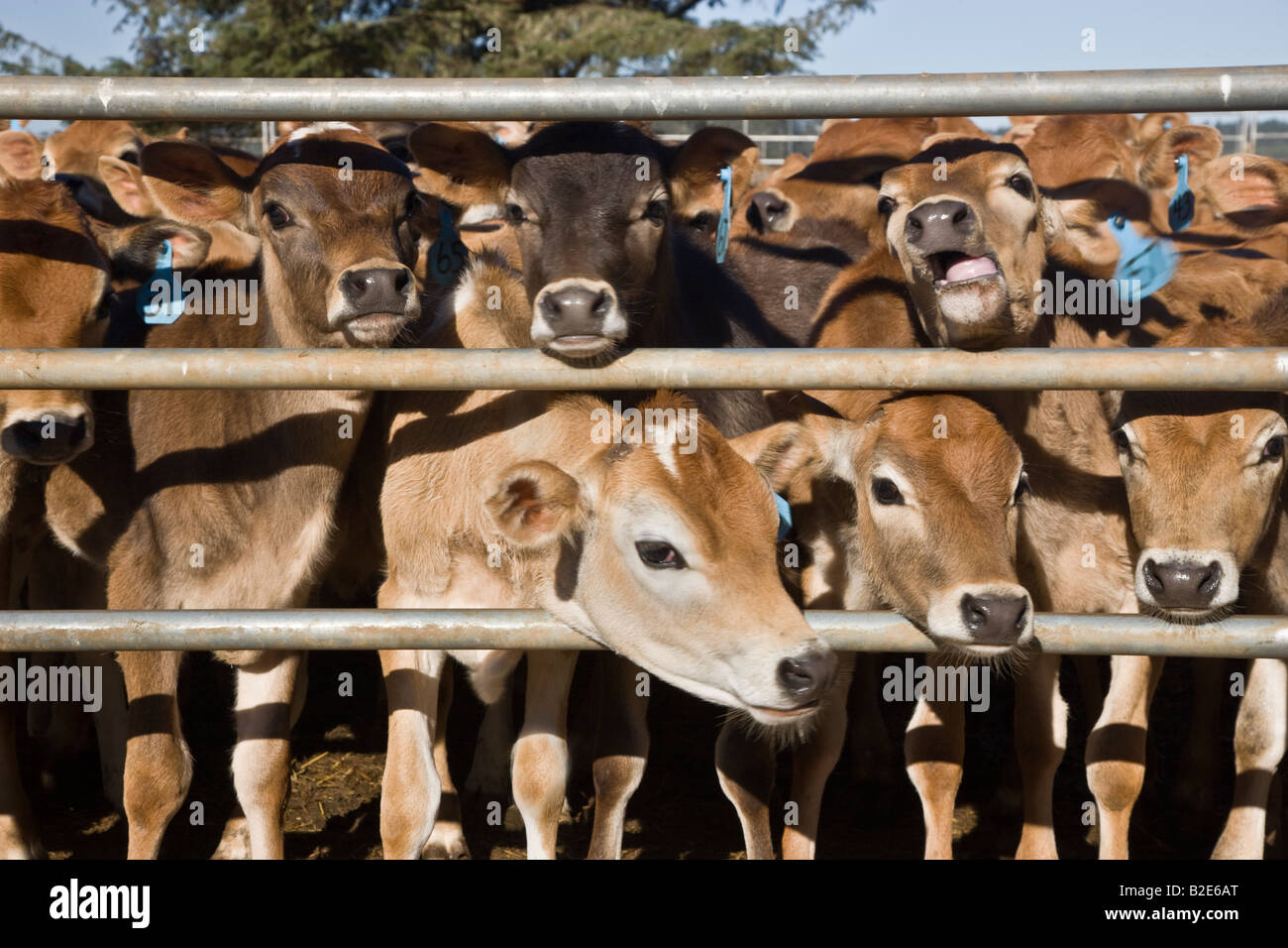 Jersey di giovani vitelli da recinzione. Foto Stock