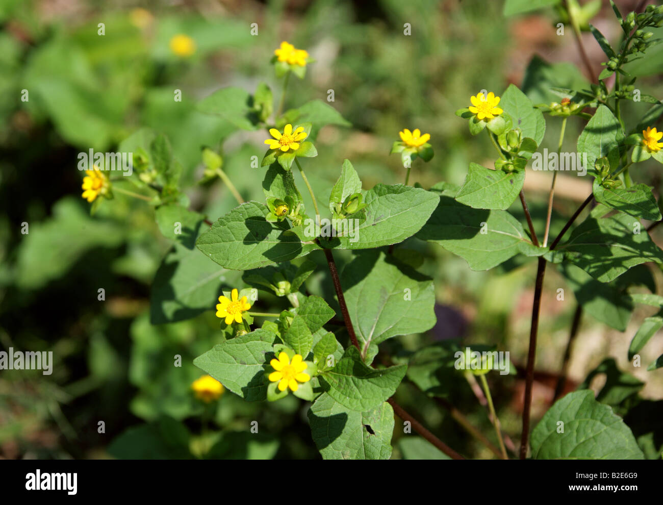 Melampodium perfoliatum, Asteraceae. Fiori gialli, Palenque, Messico. Foto Stock