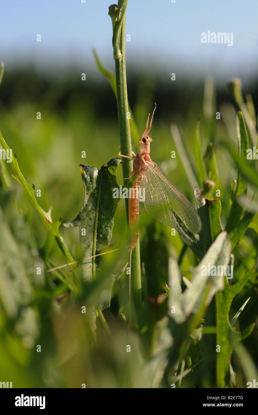 Una mayfly, può volare dolcemente arrampicato sul gambo di fioritura di un piano d'estate. Le sue gambe anteriori di raggiungere il cielo come se nella preghiera. Foto Stock